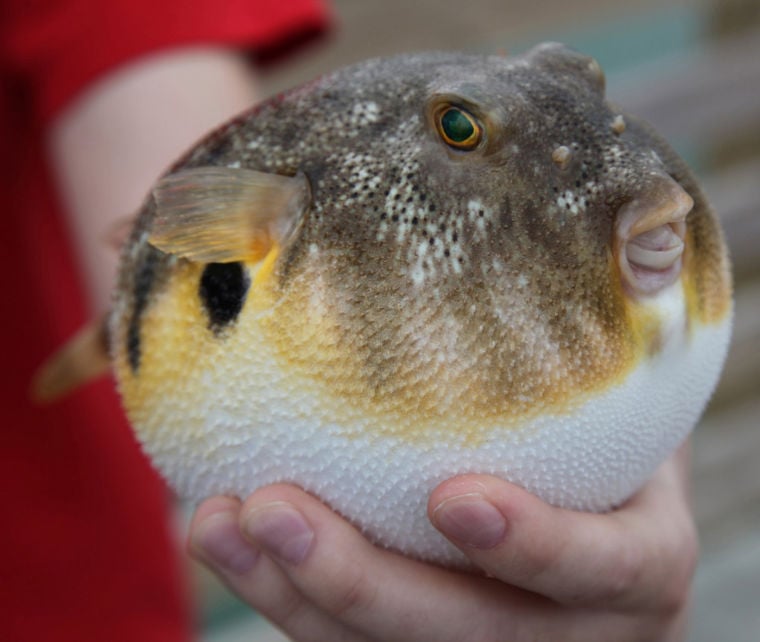 pufferfish